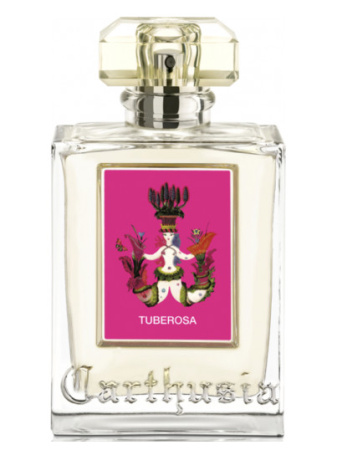 Фото духиCarthusia Tuberosa